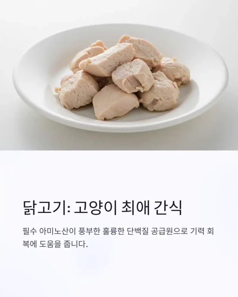 0 이미지 생성 사람과 고양이가 함께 먹어도 되는 음식은 04 닭고기 닭가슴살 다이어트 식단