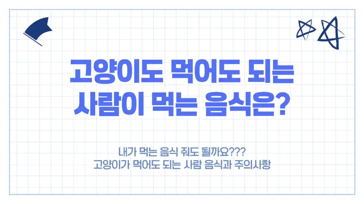 고양이와 함께 먹어도 되는 사람 음식 8가지와 주의사항은?